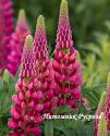 Люпин гибридный "Gallery Red" (Lupinus hybridus)