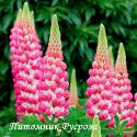 Люпин гибридный "Rachel de Thame" (Lupinus hybridus)