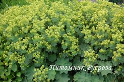 Манжетка мягкая (Alchemilla mollis)