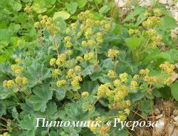 Манжетка красночерешковая (Alchemilla erythropoda)