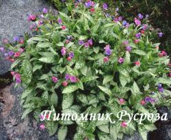 Медуница сахарная "Silverado" (Pulmonaria saccharata)