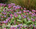 Медуница "Dark Vader" (Pulmonaria)