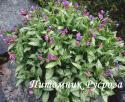 Медуница сахарная "Silverado" (Pulmonaria saccharata)