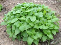 Мелисса лекарственная "Fit"