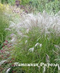 Мискантус китайский "Kleine Fontane" (Miscanthus sinensis)