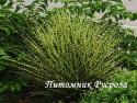 Мискантус китайский "Apache" (Miscanthus sinensis)