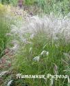 Мискантус китайский "Kleine Fontane" (Miscanthus sinensis)