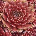 Молодило "Purpurea" (Sempervivum)