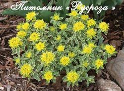 Молочай многоцветный "Variegata" (Euphorbia polychroma)