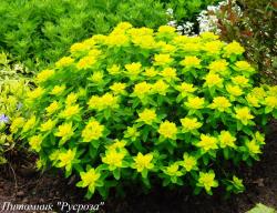 Молочай "Senior"