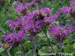 Монарда "Violet Queen"