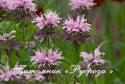 Монарда "Beauty of Cobham" (Monarda)