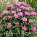 Монарда "Petit Wonder" (Monarda)