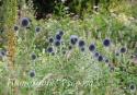 Мордовник "Taplow Blue" (Echinops bannaticus)