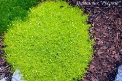 Мшанка шиловидная