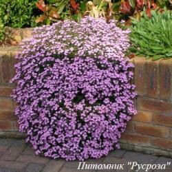 Мыльнянка базиликолистная