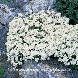 Мыльнянка базиликолистная "Snow Tip" (Saponaria ocymoides)