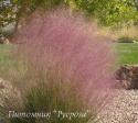 Мюленбергия волосовидная (Muhlenbergia capillaris)