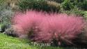 Мюленбергия волосовидная (Muhlenbergia capillaris)