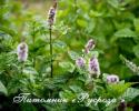 Мята колосистая "Spearmint"  (Mentha spicata)