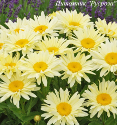 Нивяник "Banana Cream"