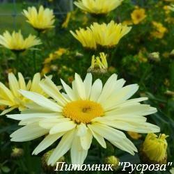 Нивяник "Broadway Lights"