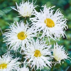 Нивяник "Old Court Variety" (Leucanthemum)