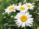 Нивяник "Becky" (Leucanthemum)