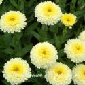 Нивяник "Luna" (Leucanthemum)