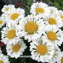 Нивяник "Real Neat" (Leucanthemum)