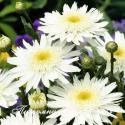 Нивяник "Wirral Supreme" (Leucanthemum)