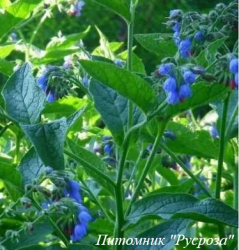 Окопник лекарственный "Moulin Rouge"