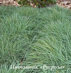 Осока повислая (Carex flacca)