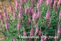 Вероника "Rosa Zwerg" (Veronica spicata)