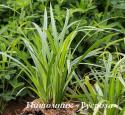 Осока волосистая "Kopenhagen Select" (Carex pilosa)