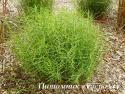 Осока пальмолистная "Little Midge" (Carex muskingumensis)