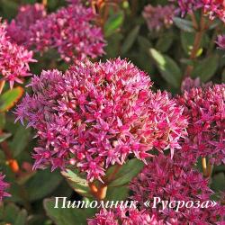 Очиток видный "Rosenteller" (Sedum spectabile)