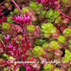 Очиток ложный "Fuldaglut" (Sedum spurium)