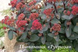 Очиток "Red Cauli" (Sedum telephium)