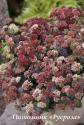 Очиток "Rainbow Xenox" (Sedum)