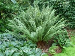 Щитовник родственный (Папоротник) (Dryopteris affinis)