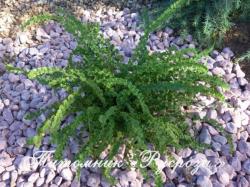 Кочедыжник женский "Frizelliae"" (Athyrium filix-femina)