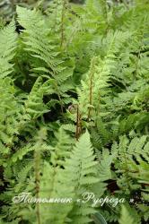 Кочедыжник женский "Lady in Red" (Athyrium filix-femina)