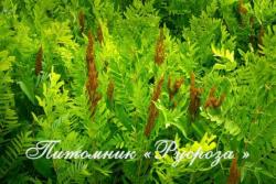 Чистоуст величавый (Osmunda regalis)