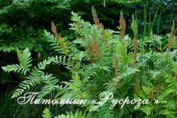 Чистоуст величавый  "Purpurascens" (Osmunda regalis)