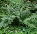 Щитовник родственный (Папоротник) (Dryopteris affinis)