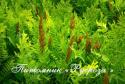 Чистоуст величавый (Osmunda regalis)