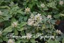 Пахизандра верхушечная "Variegata" (Pachysandra terminalis)