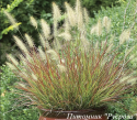 Пеннисетум "Burgundy Bunny'"