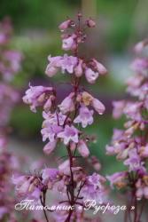 Пенстемон наперстянковый "Pocahontas" (Penstemon digitalis)